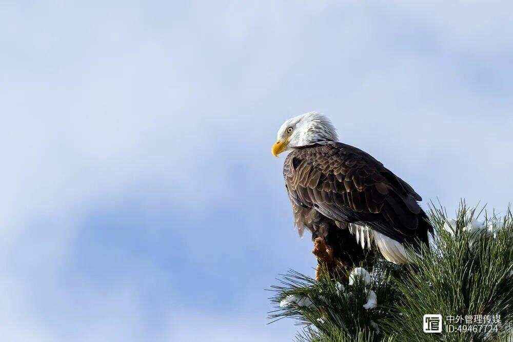 关于英格兰绝地反击瑞士，阿奎罗绝境逆转的信息